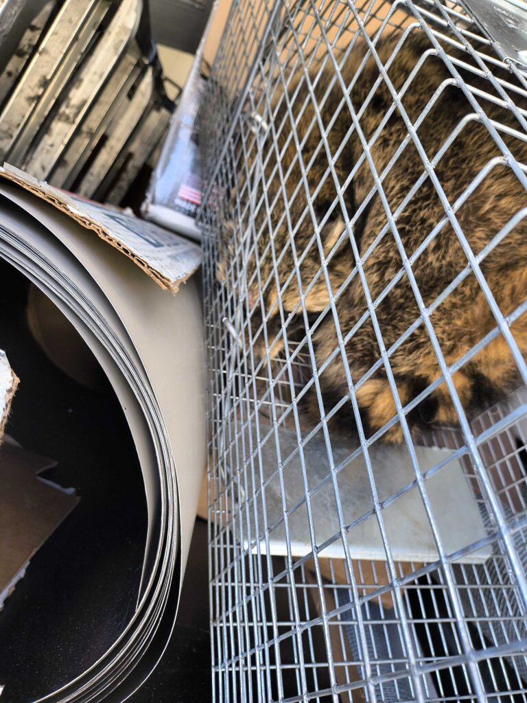 Wildlife Control Westchester Township