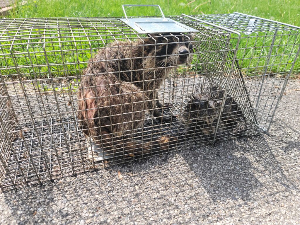Wildlife Control Westchester Township