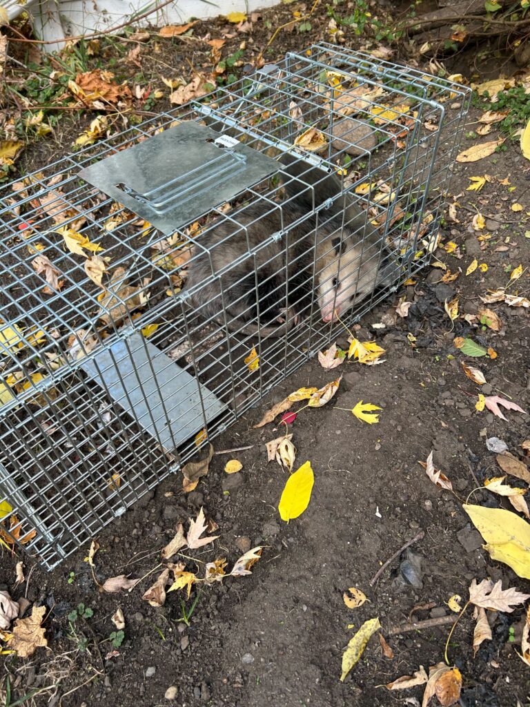 Wildlife Control Westchester Township