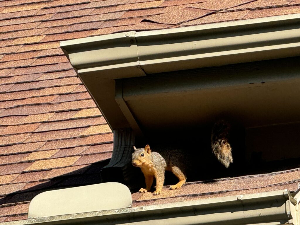 Wildlife Control Westchester Township