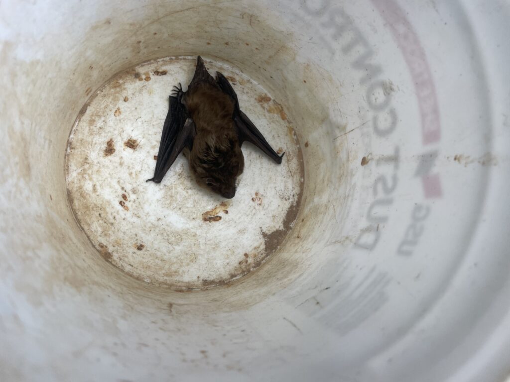 Wildlife Control Westchester Township