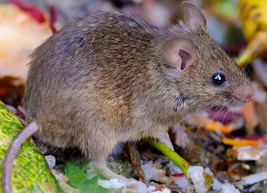 Wildlife Control Westchester Township