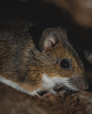Wildlife Control Westchester Township